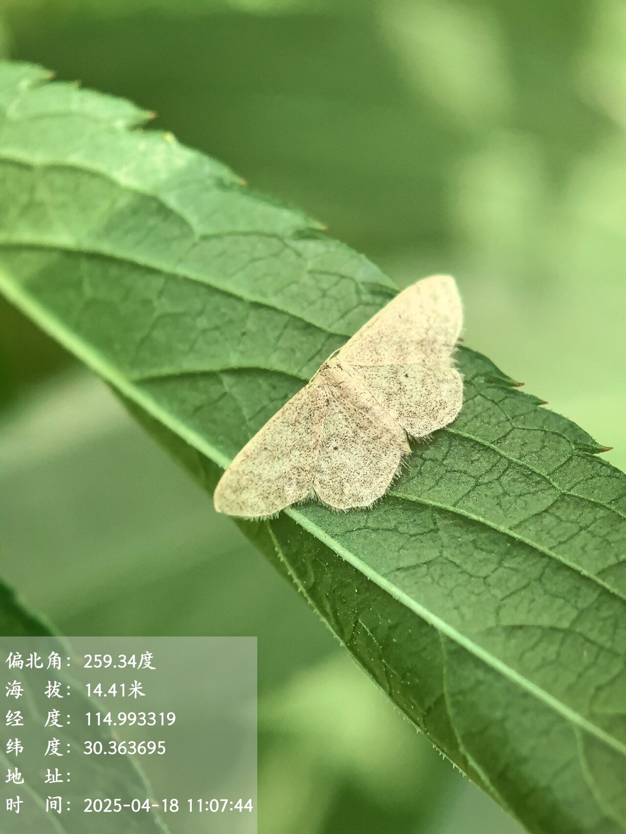 黑点岩尺蛾_proc.jpg
